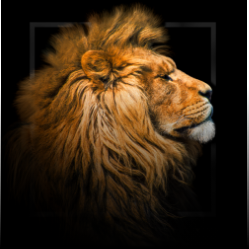 Lion image